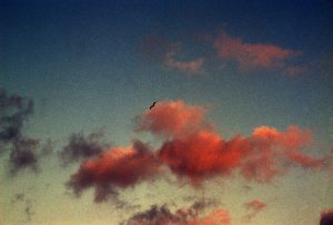 Pink clouds are lit by the setting sun.